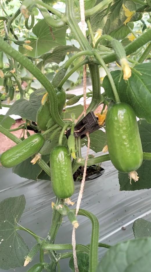 拇指黄瓜 清脆多汁 一口一根 超好吃 商品图9