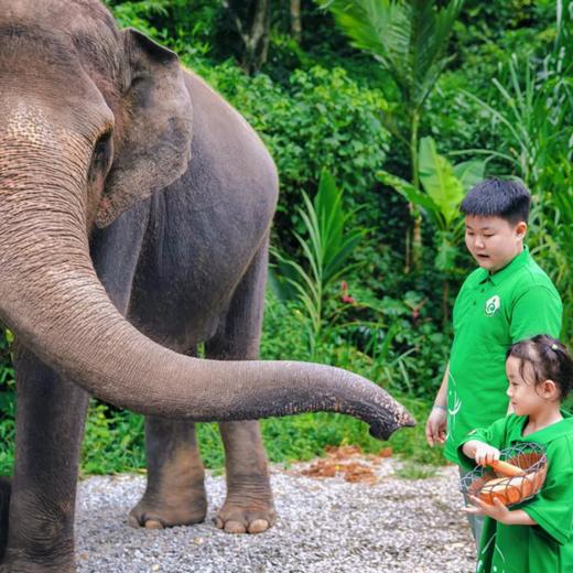 云南·何以版纳 5天4晚亲子营|专属PBL+STEAM 任务式学习，原始森林公园研学通道+野象谷 vip 体验，5 钻酒店4 晚连住，高品质的版纳行！早鸟优惠大促！ 商品图4