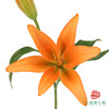 百合-日落 5枝一扎 商品缩略图0