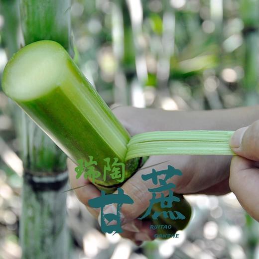 【顺丰包邮】2025年头茬鲜果上市可以手撕的陶山甘蔗 青皮果蔗 皮薄质脆 纤维细而少 汁水充沛 妥妥的糖水炸弹 甘蔗爱好者不可错过 基地直邮 商品图4