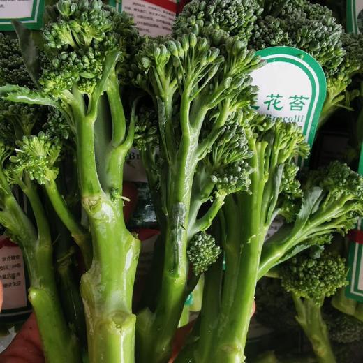 云南高山西兰苔【500克】 商品图7