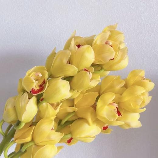 大花蕙兰丨柠檬黄 商品图2