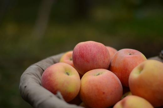顺丰发货【新疆阿克苏冰糖心苹果】自然糖心，甜度爆表，一口咬到天山雪水！每一口都是阳光的甜，脆嫩多汁，甜度爆表，咬下去，连心都跟着化了，果肉细腻，果核透明，果味儿浓，爆汁脆甜 商品图1