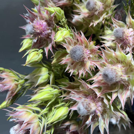 国产新娘.粉色 商品图1