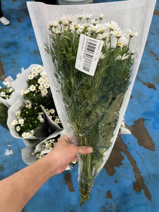 玛格丽特冰菊1扎 商品图6