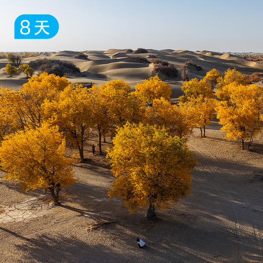 新线首发｜穿越塔克拉玛干沙漠 探秘达里雅布依 遇见南疆胡杨林 60公里徒步露营 8日 商品图1