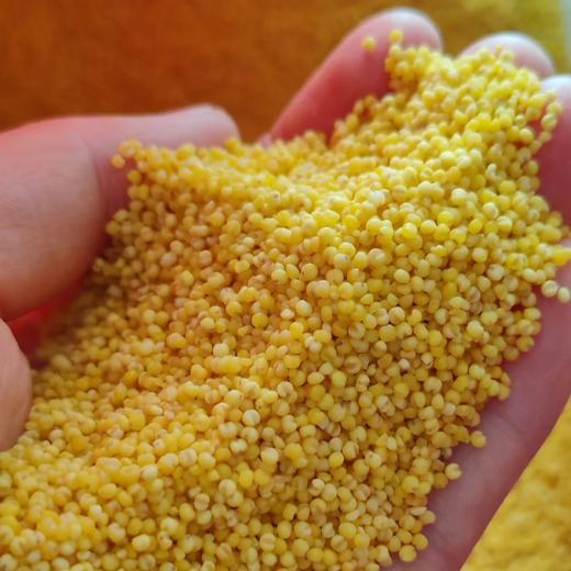 内蒙赤峰黄小米【2025年秋收新小米】 商品图2