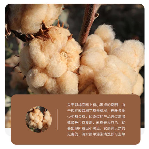 新疆彩棉亲肤女士中腰内裤（升级款）三条装 商品图6