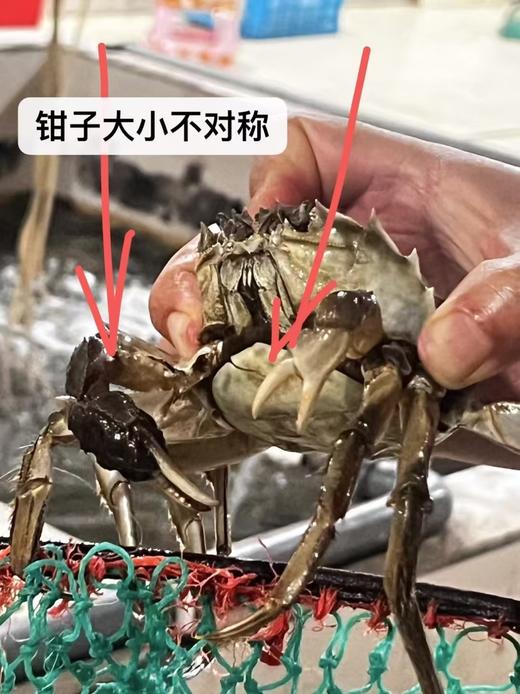 阳澄湖外贸断脚蟹丨性价比超高，精挑细选，供应外贸出口品质 肉肥黄满⭐️顺丰空运 商品图4