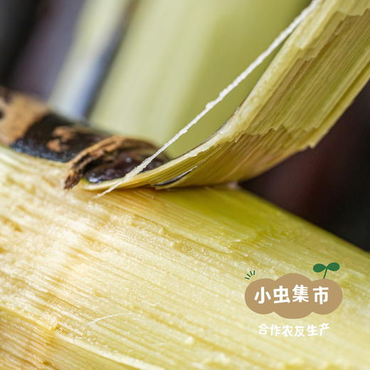 【限时买一赠一】有机紫皮甘蔗 4/4.5斤 | 合作农友生产，来自广东清远，生产者：乐心榛榛 *【公平贸易农人定价】 商品图4