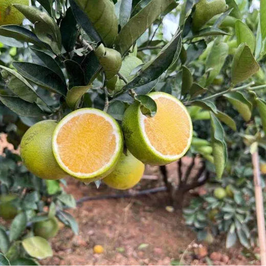 陌上倾橙 云南哀牢山生态冰糖橙 5斤/10斤装 一年一季，应季鲜采，24比1黄金甜酸比，清甜可口、化渣多汁 商品图5