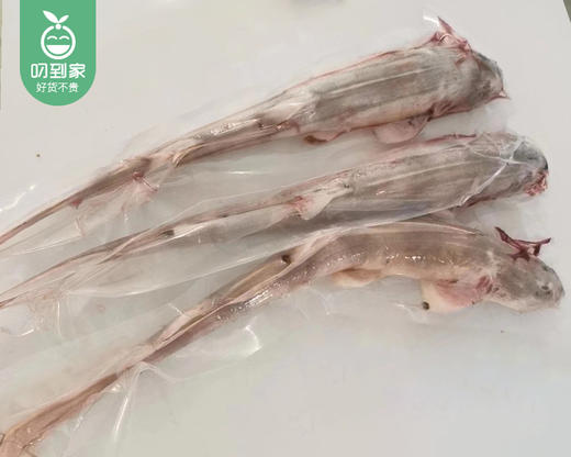 东山海捕狗鲨（去沙去肚-冷冻）/1条（650g±100g） 商品图2