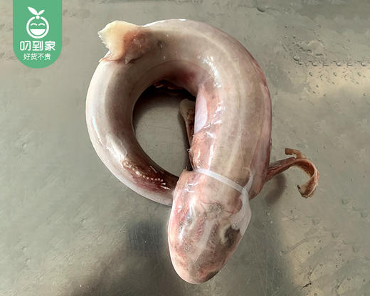 东山海捕狗鲨（去沙去肚-冷冻）/1条（650g±100g） 商品图3