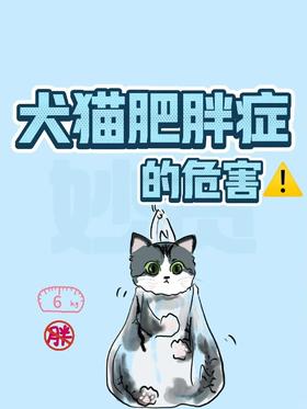 犬猫肥胖症的危害❗如何判断肥胖症⁉️
