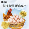 华畜强力增蛋宝蛋多多鸡鸭鹅产蛋宝芦丁鸡鸽子催蛋王改善蛋质 商品缩略图4