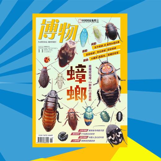 《博物》202511  蟑螂 最强双马尾，“邪恶”但美丽 商品图1