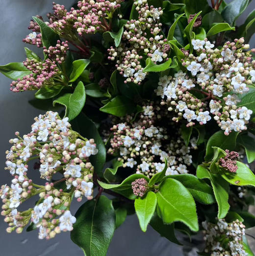 荚米花 商品图0