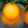 赣南脐橙【5斤29元】丨果园现摘 香甜多汁VC解腻 商品缩略图6