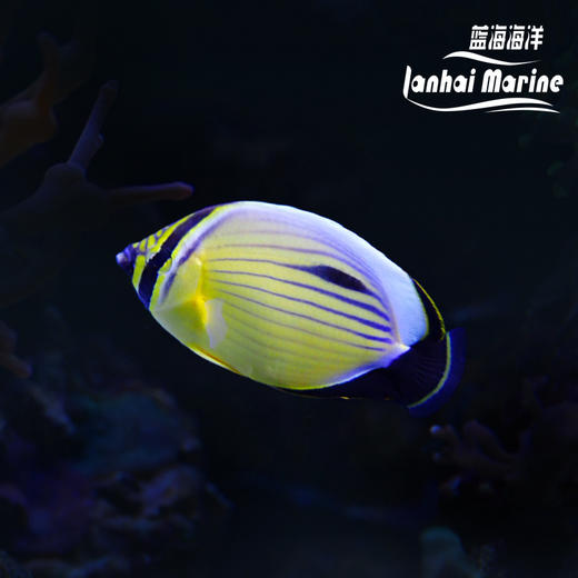 红海冬瓜蝶 商品图0