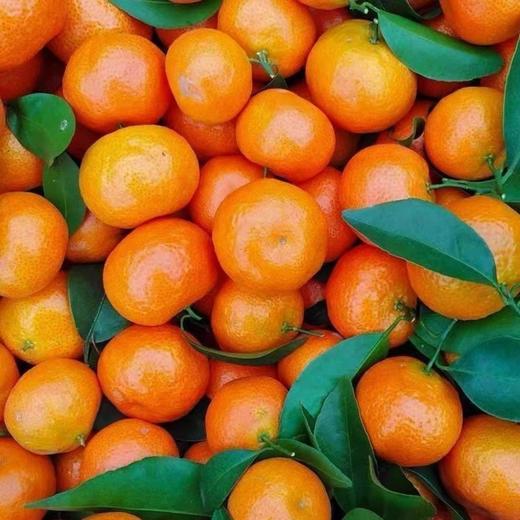 正宗广西金秋砂糖橘 现摘甜蜜多汁 薄皮无籽 商品图4