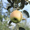 【青森苹果】 秋日的一口酥脆清甜 农家肥种植 绿色无公害 商品缩略图4