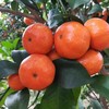 正宗广西金秋砂糖橘 现摘甜蜜多汁 薄皮无籽 商品缩略图3