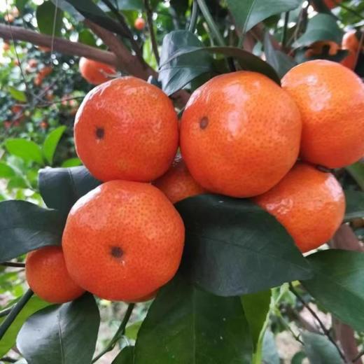 正宗广西金秋砂糖橘 现摘甜蜜多汁 薄皮无籽 商品图3