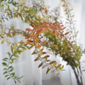 秋色雪柳叶丨叶材