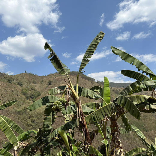 【95折】有机老实芭蕉 | 3斤/4.8斤 香甜绵软不硬芯 皮薄肉厚 云南高山有机芭蕉 现摘现发 柠檬君「72小时内发货」(稻草摩擦造成的表皮发黑属于正常情况，轻微压伤不是坏果不影响食用) 商品图8