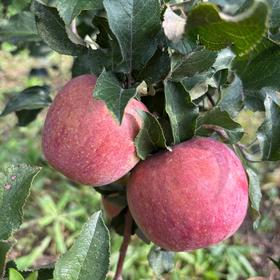 李老师红富士苹果  自然农法酵素种植不套袋现摘现发水果4.5斤装【顺丰快递】