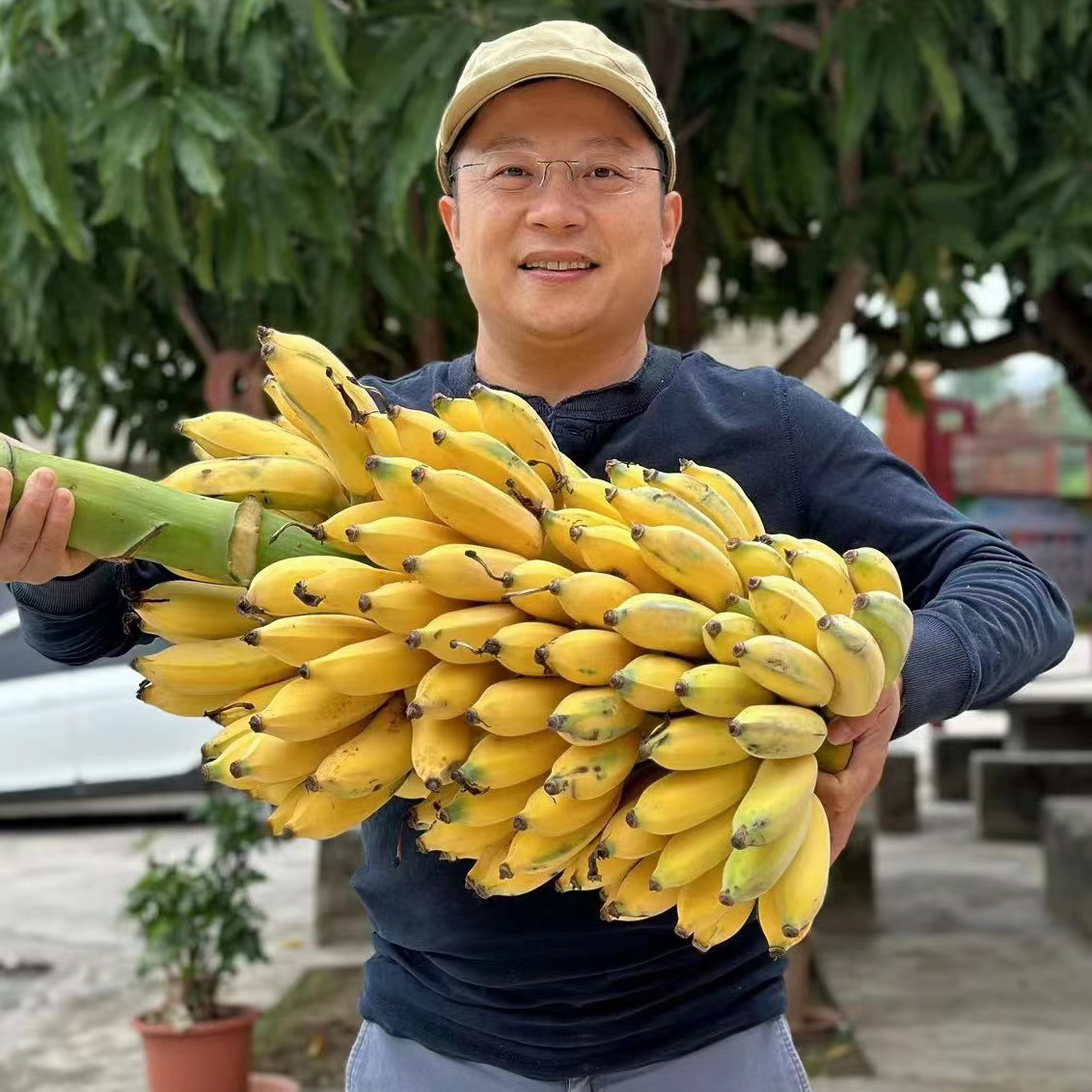 【95折】有机老实芭蕉 | 3斤/4.8斤 香甜绵软不硬芯 皮薄肉厚 云南高山有机芭蕉 现摘现发 柠檬君「72小时内发货」(稻草摩擦造成的表皮发黑属于正常情况，轻微压伤不是坏果不影响食用)