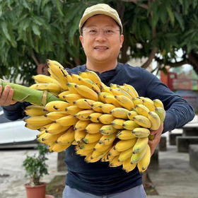 【95折】有机老实芭蕉 | 3斤/4.8斤 香甜绵软不硬芯 皮薄肉厚 云南高山有机芭蕉 现摘现发 柠檬君「72小时内发货」(稻草摩擦造成的表皮发黑属于正常情况，轻微压伤不是坏果不影响食用)