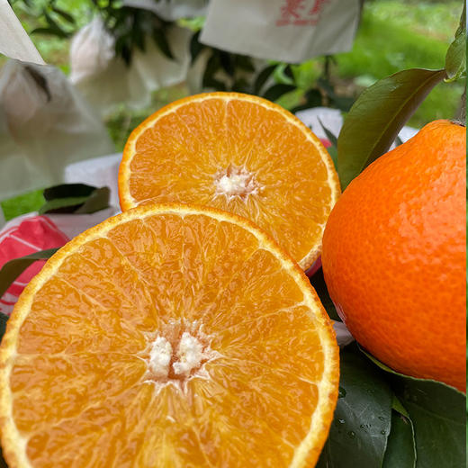 【爱媛38号果冻橙】果园直采，现摘现发，现在爱媛口感已到峰期，果味浓郁，自然果酸，一撕即开，果肉晶莹剔透，香甜美味，咬一口，爆珠口感，满满橙汁，水分超足~泡沫箱装 商品图0