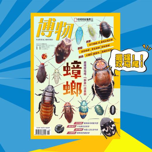 《博物》202511  蟑螂 最强双马尾，“邪恶”但美丽 商品图0