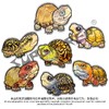 冰箱贴 龟主题⑧ 磁吸 Q版 卡通 箱龟题材 爬宠爬虫周边 super rep超爬正版【48小时发货】 商品缩略图8