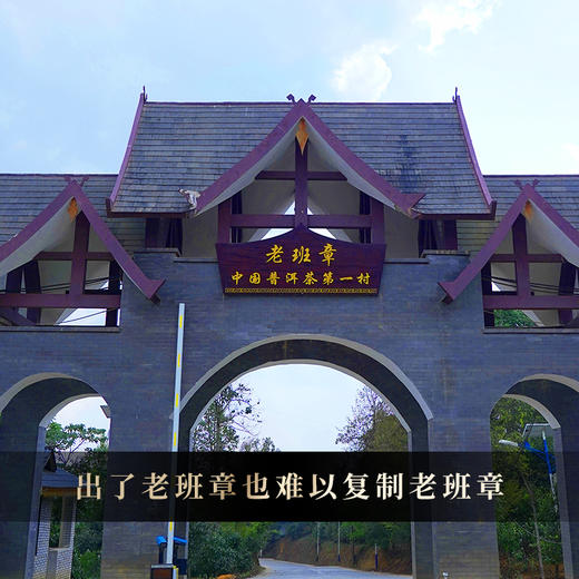 10月30日中午12点【老班章单株】2025年头春头采勐海茶区老班章古树单株，规格：100克*5饼整提出售，赠送高端实木礼盒包装 商品图8