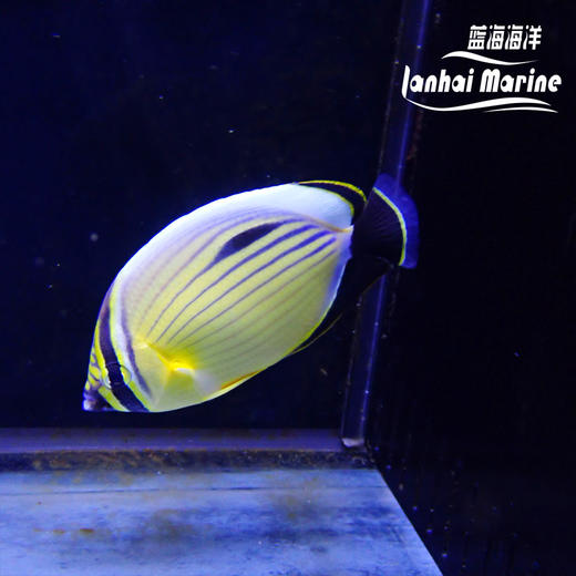 红海冬瓜蝶 商品图4