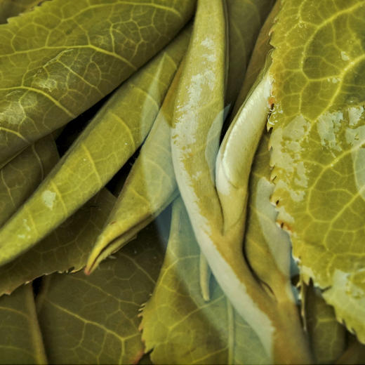 10月30日中午12点【老班章单株】2025年头春头采勐海茶区老班章古树单株，规格：100克*5饼整提出售，赠送高端实木礼盒包装 商品图4