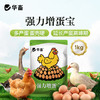 华畜强力增蛋宝蛋多多鸡鸭鹅产蛋宝芦丁鸡鸽子催蛋王改善蛋质 商品缩略图0