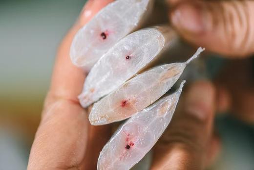 优选|东海雷达鲜捕带鱼段  掐头去尾精品中段  脂香鲜美 肉厚刺小  400g*7袋 商品图4