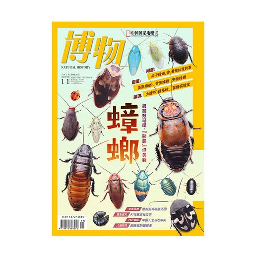 《博物》202511  蟑螂 最强双马尾，“邪恶”但美丽 商品图2