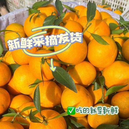 【爱媛38号果冻橙】果园直采，现摘现发，现在爱媛口感已到峰期，果味浓郁，自然果酸，一撕即开，果肉晶莹剔透，香甜美味，咬一口，爆珠口感，满满橙汁，水分超足~泡沫箱装 商品图5