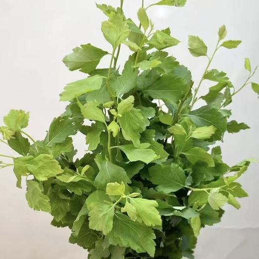 手球叶丨叶材 商品图0