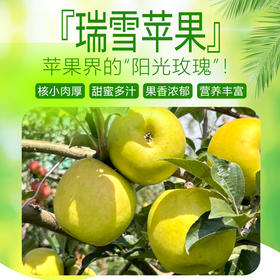 瑞雪苹果#香脆清甜汁水丰盈久放不粉，吃出玫瑰香的“国货之光”营养丰富