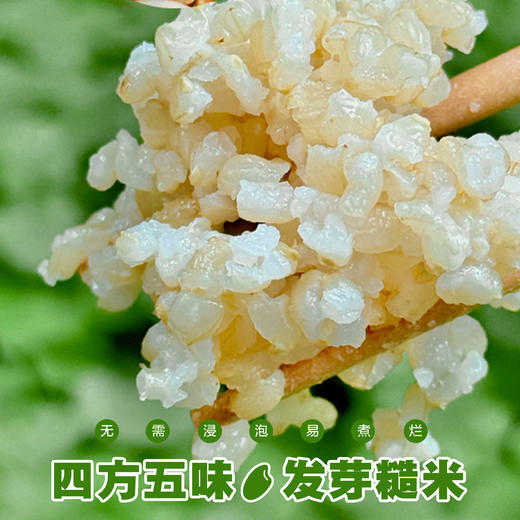 四方五味·发芽糙米 商品图1