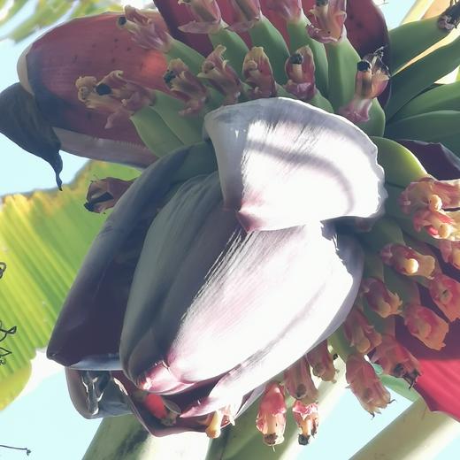 【95折】有机老实芭蕉 | 3斤/4.8斤 香甜绵软不硬芯 皮薄肉厚 云南高山有机芭蕉 现摘现发 柠檬君「72小时内发货」(稻草摩擦造成的表皮发黑属于正常情况，轻微压伤不是坏果不影响食用) 商品图6