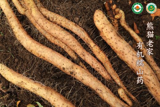 雅安有机山药 商品图1
