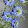 黑种草丨草花 商品缩略图1