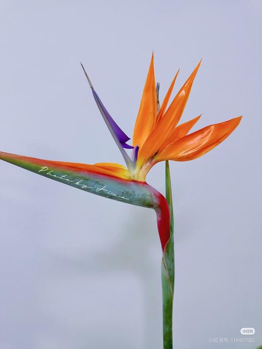 天堂鸟 商品图0