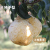 生态冰淇淋丑梨/佛手梨 | 合作农友生产，来自山东小沽河，生产者：小康园主 *【公平贸易农人定价】 商品缩略图3